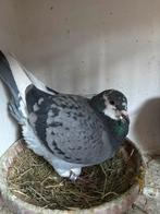 Jonge duiven te koop reserveren wel zelf ringen brengen, Dieren en Toebehoren