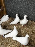 Witte reisduiven, Animaux & Accessoires, Oiseaux | Pigeons