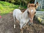 Quarter henfst, Dieren en Toebehoren, Hengst