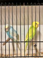 Jonge grasparkieten, Plusieurs animaux, Perruche