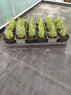 Lavendel, Tuin en Terras, Ophalen