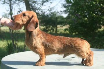 Ruwharige Kaninchenteckel pups met stamboom beschikbaar voor biedingen