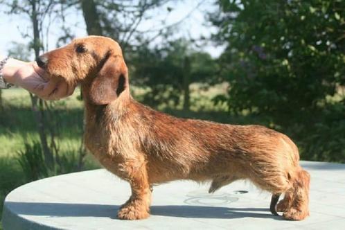 Ruwharige Kaninchenteckel pups met stamboom, Dieren en Toebehoren, Honden | Teckels en Dashonden, Meerdere dieren, Ruwhaar, Kaninchen
