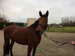Gentille jument (de compagnie), Cheval de dressage, 11 ans ou plus, Avec pedigree, Ne s'applique pas