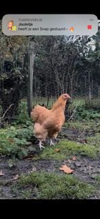 Orpington buff hen, Dieren en Toebehoren