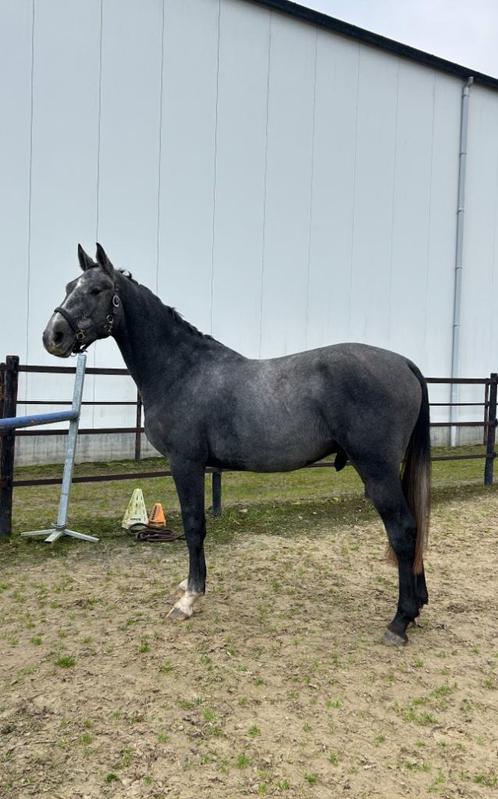 3 j Camposonta X Diamant de Semilly, Dieren en Toebehoren, Paarden, Ruin, Onbeleerd, 165 tot 170 cm, 3 tot 6 jaar, Springpaard