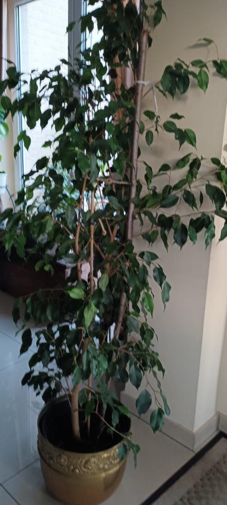 plantes, Enlèvement, Ne fleurit pas, Plante fixe, Mi-ombre