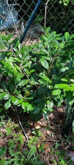 Laurier en hulstplanten, Ophalen, Laurier