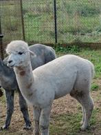 Prachtige alpaca hengst van 7/6/22met de nodige inentingen, Dieren en Toebehoren, Overige Dieren