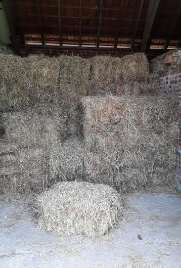 Hooi in kleine balen  beschikbaar voor biedingen