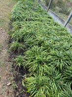 Liriope. Ook lelie gras genoemd, Tuin en Terras, Ophalen, Vaste plant, Overige soorten