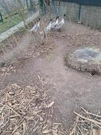 Dendermondse eenden, Dieren en Toebehoren, Pluimvee