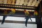 te koop: Goudmantel-Rosella's (wildkleur) EK25, Dieren en Toebehoren, Vogels | Parkieten en Papegaaien, Vrouwelijk, Parkiet, Geringd