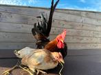 Koppel chabo tarwe, Dieren en Toebehoren, Pluimvee