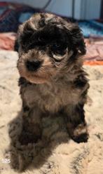 Super mooie dwergpoedeltjes, Caniche, Plusieurs, Parvovirose, Belgique