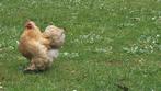 Cochin kriel hen legrijp, Dieren en Toebehoren, Vrouwelijk, Kip