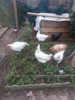 Poules de Bresse 25€