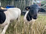 Jonge Dorper ram beschikbaar, sterk type, Dieren en Toebehoren, Schapen, Geiten en Varkens, Mannelijk, Schaap, 0 tot 2 jaar