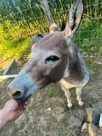 Ezel hengstje, Dieren en Toebehoren, Overige Dieren, Januari, Mannelijk