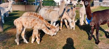 Prachtige appaloosa alpacas  beschikbaar voor biedingen