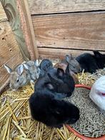 Jonge konijntjes te koop, Dieren en Toebehoren, Konijnen, Groot, 0 tot 2 jaar