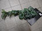 namaak planten, Ophalen of Verzenden, Nieuw, Binnen