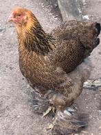 Brahma groothoender goudpatrijs hennen en hanen, Plusieurs animaux, Poule ou poulet