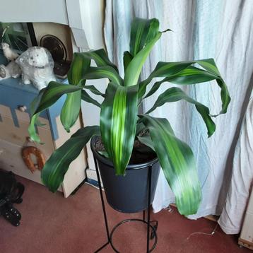 Zeer mooie grote kamerplant Dracaena Massangeana Eigen kweek beschikbaar voor biedingen