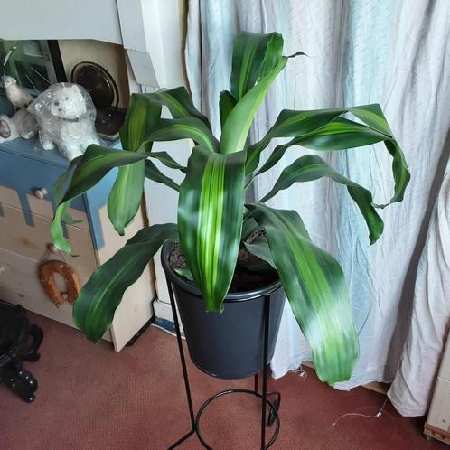 Zeer mooie grote kamerplant Dracaena Massangeana Eigen kweek, Huis en Inrichting, Kamerplanten, Minder dan 100 cm, In pot, Ophalen of Verzenden