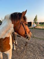 Halve stal/verzorgster