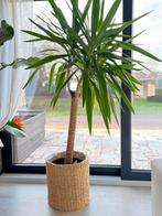 Yucca plant 1,9 hoog, Ophalen