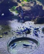 Blue diamond garnalen, Dieren en Toebehoren, Vissen | Aquariumvissen
