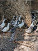 Indische loopeenden
