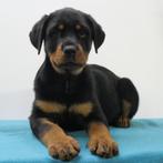 Rottweiler (reuen) Pups te koop, Dieren en Toebehoren, 15 weken tot 1 jaar, Buitenland, CDV (hondenziekte), Meerdere