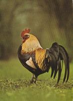 MOOIE  HAAN, Verzamelen, Verzenden, Ongelopen, Vogel