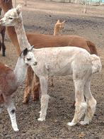 Appoulousa alpaca merries - 3 st, Animaux & Accessoires, Animaux Autre