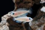 Neolamprologus Multifasciatus Tanganyika schelpencilinde, Dieren en Toebehoren, Vissen | Aquariumvissen