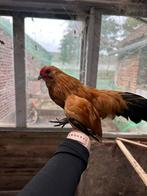 Kriel haantjes, Dieren en Toebehoren, Pluimvee