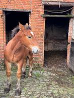 Ardeens trekpaard hengst te koop, Dieren en Toebehoren, Gechipt, Minder dan 160 cm, 0 tot 2 jaar, Hengst