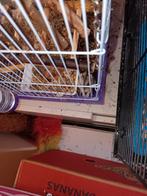 Hamsters met kot, Dieren en Toebehoren, Ophalen, Nieuw