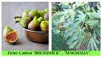 VIJGENPLANTEN "BRUNSWICK" Honingvijg, planten 1 Meter, 18€/s, Tuin en Terras, Planten | Tuinplanten, Vaste plant, Fruitplanten