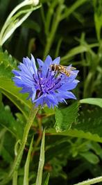 1 jarige korenbloem, lees beschrijving 6 voor 5 euro, Jardin & Terrasse, Plantes | Jardin, Autres espèces, Annuelle, Printemps