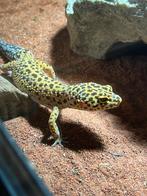 Jungle mack snow luipaardgekko 0.1.0 poss bn cross, Dieren en Toebehoren, Hagedis, Tam, 0 tot 2 jaar