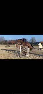 Ruiter zoekt paarden