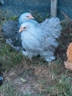 Cochin krielen te koop, Dieren en Toebehoren