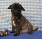 Superleuke Mops pups!, 15 weken tot 1 jaar, Overige rassen, Buitenland, CDV (hondenziekte)