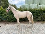 Sport pony te koop, Dieren en Toebehoren, Ruin, Zadelmak