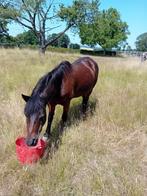welsh pony, Niet van toepassing, A pony (tot 1.17m), 11 jaar of ouder, Recreatiepony