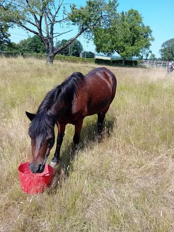 welsh pony, Vermifugé, 11 ans ou plus, Poney de récréation, Poney A (jusqu'à 1.17 m)
