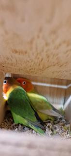 Dwergpapegaaien koppels, Meerdere dieren, Dwergpapegaai of Agapornis, Geringd